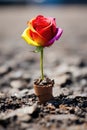 A rose with multi-colored petals grew on the empty land. Generative AI Royalty Free Stock Photo