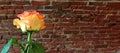 Rose multicolore on the background of Old bricks. Royalty Free Stock Photo