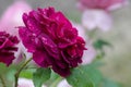 Rose Munstead Wood Royalty Free Stock Photo