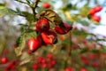 Fire red rose hips of a wild rose