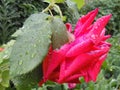 Rose in my garden after the rain Royalty Free Stock Photo