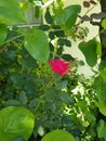 Rose from my grandmas garden plants flowerbed