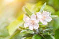 Rose myrtle (Rhodomyrtus tomentosa) white flowers.