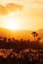 Rose natal grass flowers fields at sunset