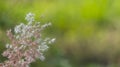 Rose Natal grass (Melinis repens) is showcased in all its splendor.