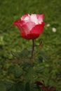 Red rose with a white middle Royalty Free Stock Photo