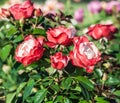 Rose nostalgie a bunch of tender white and red flowers