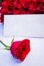 A rose and note for someone special Royalty Free Stock Photo