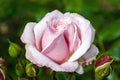 Rose `Octavia Hill` Royalty Free Stock Photo