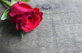 Rose on old wooden background for Valentine`s Day with copy space.Valentine rose. Royalty Free Stock Photo