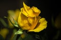 Yellow rose on a black background