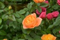 Rose with orange color petals blossoms Royalty Free Stock Photo