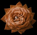Rose orange flower on black isolated background with clipping path. no shadows. Closeup. Royalty Free Stock Photo