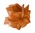 Rose Orange flower on white isolated background with clipping path. no shadows. Closeup. Royalty Free Stock Photo