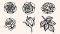 Rose ornament vector by hand drawing