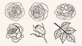 Rose ornament vector by hand drawing Royalty Free Stock Photo