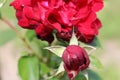 Rose, Red, Petals,Open, Closed, Outside