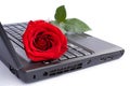 Rose over laptop