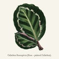 Rose Painted Calathea Maranta illustris found in 1825-1890 New and Rare Beautiful-Leaved Plant drawing illustration