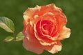 Rose pale orange or peach color isolated as postcard