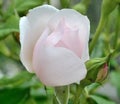 Rose of pale pink color macro
