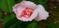 Rose pale pink tone.