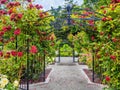 Rose passage in the park Royalty Free Stock Photo