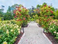 Rose passage in the park Royalty Free Stock Photo