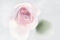 Rose, pale color, pastel hues. Delicate colors of rose in mist. A touch of rose