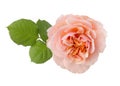 Rose of peach color isolated on white background. Selective focus Royalty Free Stock Photo