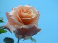 Rose: peach colored