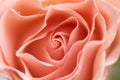 Rose Royalty Free Stock Photo