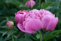 rose peonies blooming