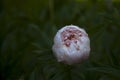 Rose peony water drop dew