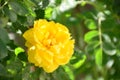 A rose is a perennial flower shrub or vine of the genus Rosa, within the family Rosaceae, that contains over 100 species Royalty Free Stock Photo