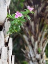 Rose periwinkle, Catharanthus roseus, decorative herbal plant with colourful pink flowers Royalty Free Stock Photo