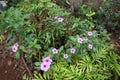 Rose periwinkle flowers and plants Royalty Free Stock Photo