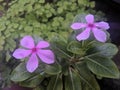 Rose Periwinkle plant is purple