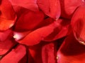 Rose petal background Royalty Free Stock Photo