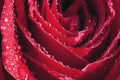Rose Petal Droplets Royalty Free Stock Photo