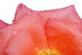 Rose petal droplets Royalty Free Stock Photo