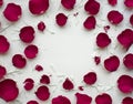 Rose petal flowers with copy space on white background