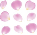 Rose Petal Set Royalty Free Stock Photo