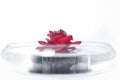 Rose petal spa Royalty Free Stock Photo