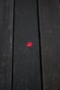 Rose Petal on Wood