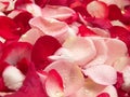 Rose Petals