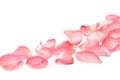 Rose petals Royalty Free Stock Photo