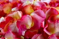 Rose Petals Royalty Free Stock Photo