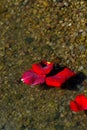 Rose Petals With Ashes On A Rocky Shore Royalty Free Stock Photo