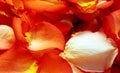Rose petals background Royalty Free Stock Photo